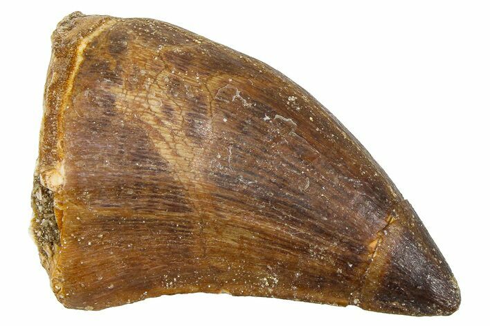 Fossil Mosasaur (Thalassotitan) Tooth - Morocco #374554
